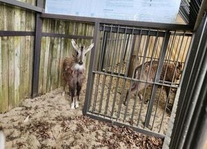 Seoul Grand Park Advances Goral Conservation Efforts