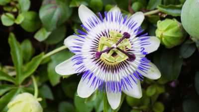 Passiflora Nedir, Nasıl Kullanılır? Passiflora Nelere İyi Gelir?