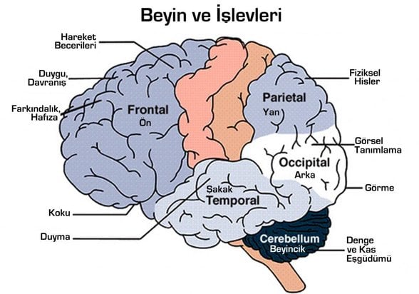beyin bölümleri ve işlevleri