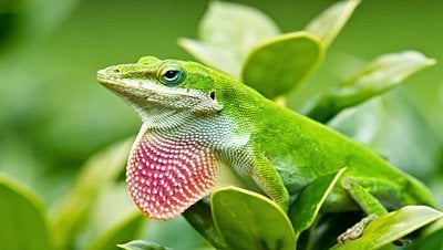 Evrimsel Durağanlık Paradoksu Nedir?