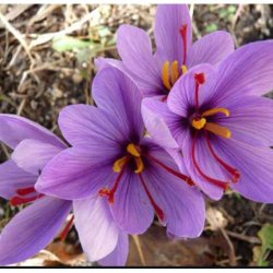 Kanser bulaşmış meyve yenebilir mi?