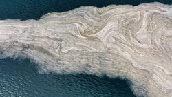 Ekosistemleri Tehdit Eden Jelimsi Tabaka Musilaj