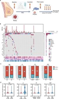 Dynamic ctDNA tracking stratifies relapse risk for triple negative breast cancer patients receiving neoadjuvant chemotherapy - Nature Communications