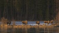 Millions tune in for 24-hour live coverage of Sweden’s epic moose migration