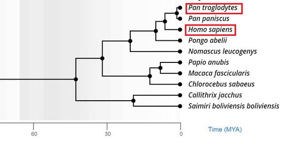 Ayrışma zamanını 6.1 milyon yıl öncesi olarak gösteren bu çalışmada ise yine şempanze ile insanın beklenen ölçüde yakın olduğu görülebilir.