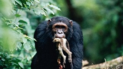 Şempanzelerde Et Tüketimi ve Avlanma Taktikleri: Kuzenlerimiz Nasıl Avlanıyor?