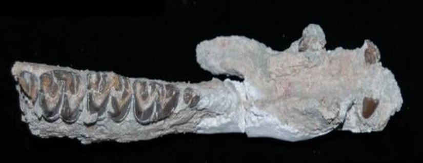 Anchitherium genusuna ait bir mandibula (alt çene) örneği