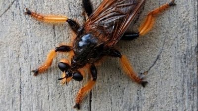 Fas suikastçi sineği (Pogonosoma maroccanum)