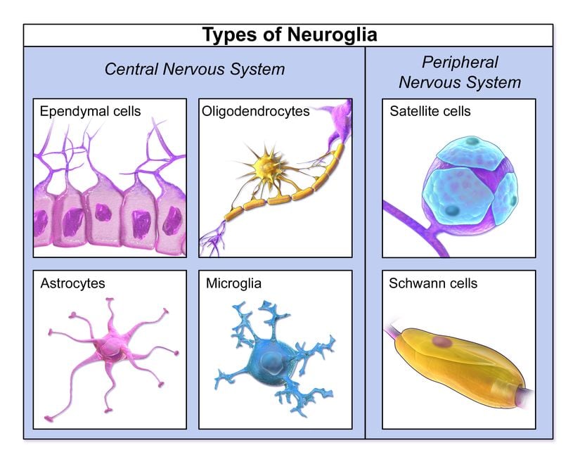 Sinir sistemi destek hücreleri (Glia tipleri)