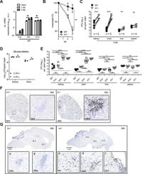 IL-1 protects from fatal systemic candidiasis in mice by inhibiting oxidative phosphorylation and hypoxia - Nature Communications