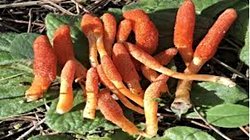 The Last Of US dizisinde ve oyununda bahsedilen karıncaları zombi yapan mantarın bir evrim geçirip insanlara bulaşması mümkün mü?