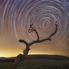 Güney Göğünün Ağacı