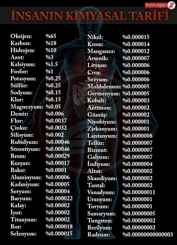 İnsan vücudunda bulunan elementler ve yaklaşık oranları.