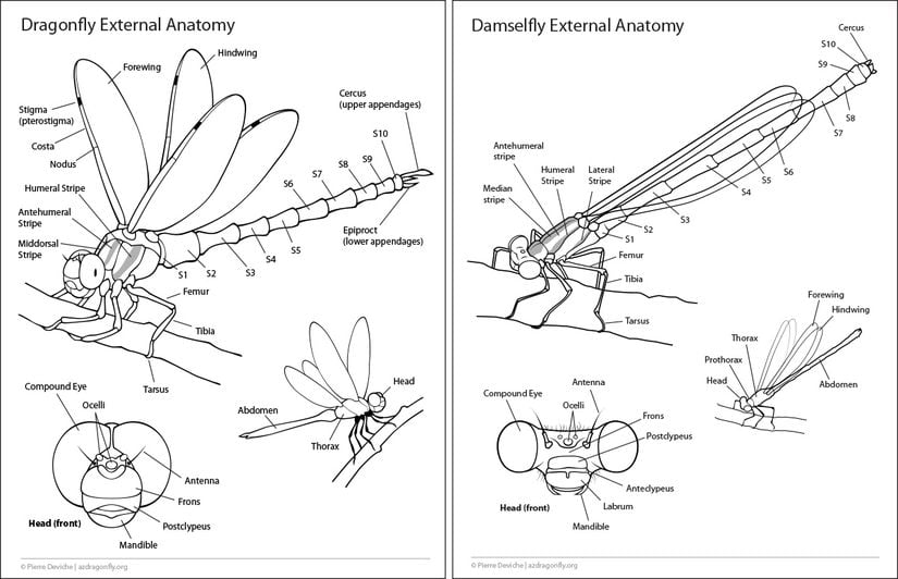 Yusufçuk (dragonfly) ve kızböceğinin (damselfly) karşılaştırmalı anatomisi