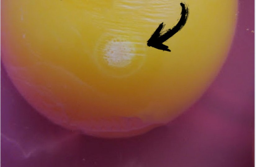 Fertilized egg. Blastoderm is more evident and has a more regular structure. This part will become a chick in the later period.