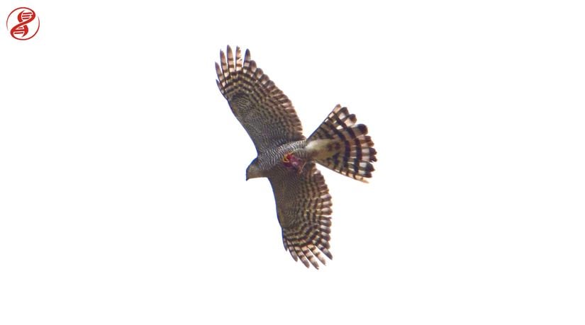 Yetişkin birey ve avı, Bolu.