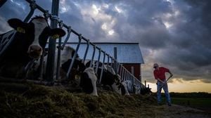 Trump’s Argentina Beef Plan Sparks Outrage Among Ranchers