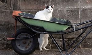 Popular Cat Photographer Captures Joyful Feline Moments