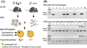 Researchers Create Mice With Two Fathers Using Genome Editing