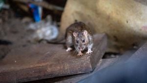 Pizza Hut Faces Consequences Over Rodent Infestation