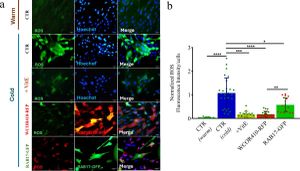 LEA Proteins Enhance Cold Tolerance By Reducing Oxidative Stress