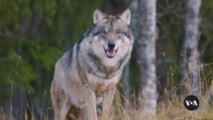 California Wolves Are Making A Comeback Amid Rancher Tensions