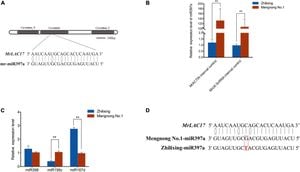 How MiR397a-Regulated Laccases Enhance Proanthocyanidin Polymerization