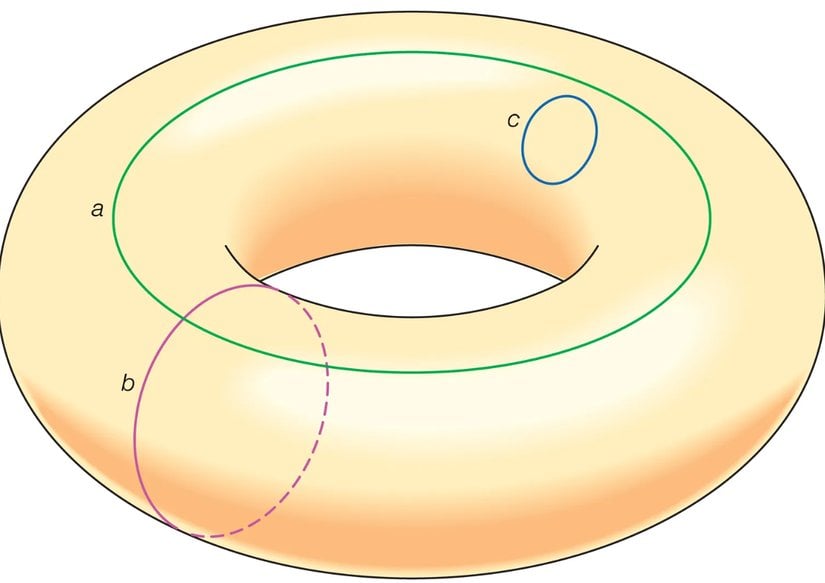 Küçük c halkası, halkayı veya torusu kırmadan bir noktaya kadar küçültülebilirken a ve b halkaları torusun merkez deliğini çevrelediği için küçültülemezler.
