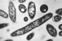 Lawsuits begin after Legionnaires outbreak tears through New York City: ‘It’s completely preventable’