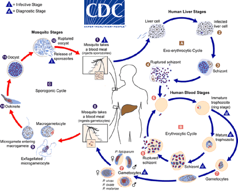 Sıtma etkenlerinin (Plasmodium spp) yaşam döngüsü