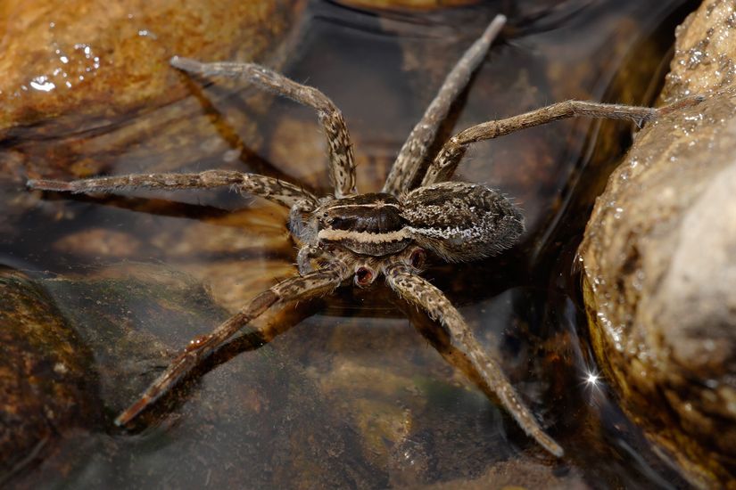 Ufak balıkları avlayan bir Dolomedes cinsinin sol tarafında iki bacağı eksik.