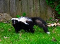 Here’s Why Illinois Skunks Will Be Super Active In The Next Month