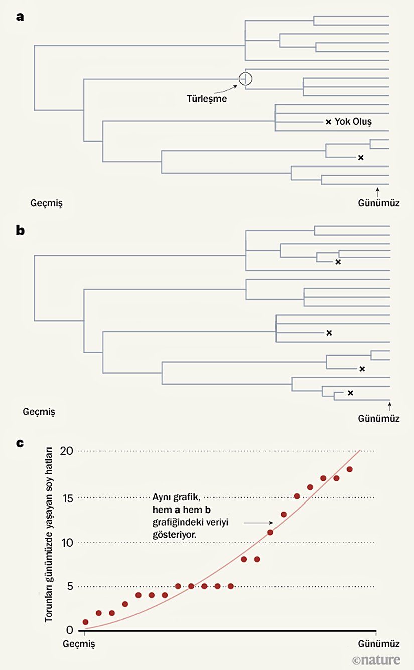 Evrimsel geçmişleri incelemek. Louca ve Pennell, türlerin geçmişteki türleşme oranlarına ve yok olma oranlarıyla ilgili standart bir yaklaşıma yönelik sorular getirmektedir. Günümüzdeki tür sayısı, geçmişte türleşme ve yok olma oranlarının zaman içinde nasıl değiştiğine bağlıdır. Matematiksel modellemeler kullanan yazarlar, herhangi bir sonuca ulaşmak için sonsuz kombinasyonda türleşme ve yok olma oranı kullanabileceklerini göstermişlerdir. Dolayısıyla gerçek oranların ne olduğunu tespit etmenin yolu net değildir. Şekil 1-a ve 1-b: Bilinen yok oluş örnekleri nadirdir ve burada, farklı yok olma ve türleşme oranlarına sahip iki hipotetik ağaç diyagramının nasıl aynı zaman içindeki soy hattı grafiğine ulaşmakta kullanılabileceği gösterilmektedir. Şekil 1-c Bir ağaç diyagramından alınan bilgi, zaman içinde soy hattı grafiğine dönüştürülebilir. Burada, kırmızı noktalar, herhangi bir zamanda, günümüze kadar soy hattı gelecek olan soy sayısını göstermektedir. Bu eğrinin eğimi, türleşme oranı ile yok olma oranı arasındaki farkı vermektedir. Bu grafik, farklı türleşme ve yok olma oranlarına sahip olmalarına rağmen her iki evrim ağacı için de geçerlidir. Bu durum, yazarların farklı veri girdilerinin birebir aynı zaman içindeki soy hattı grafiğini verebildiği iddiasını doğrulamaktadır.