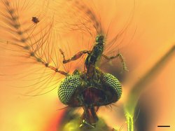 En Eski Sivrisinek Fosili Kan Emici Bir Sürprizle Geliyor.