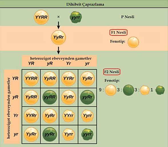 Mendel’in bezelye deneyi genetik çaprazlama ve sonucu olasılıkları  açıklamaktadır.