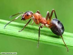 Kraliçe karınca ölünce ne olur?