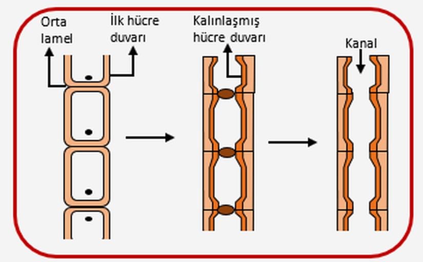 Ksilemin oluşumu.