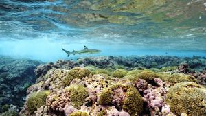 Climate Change Threatens Marine Ecosystems And Communities