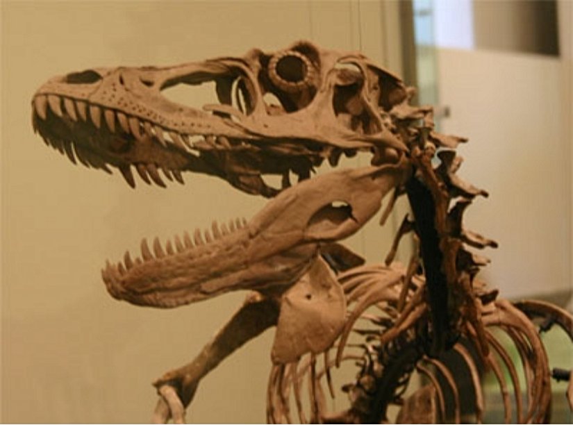 SCLERAL RİNG , göz kemiği