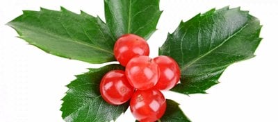 Ökseotu ve Mitolojisi