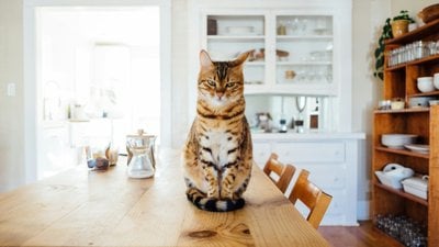 Kediler mi Daha Çok Uysallaşıyor Yoksa İnsanlar mı Değişiyor?
