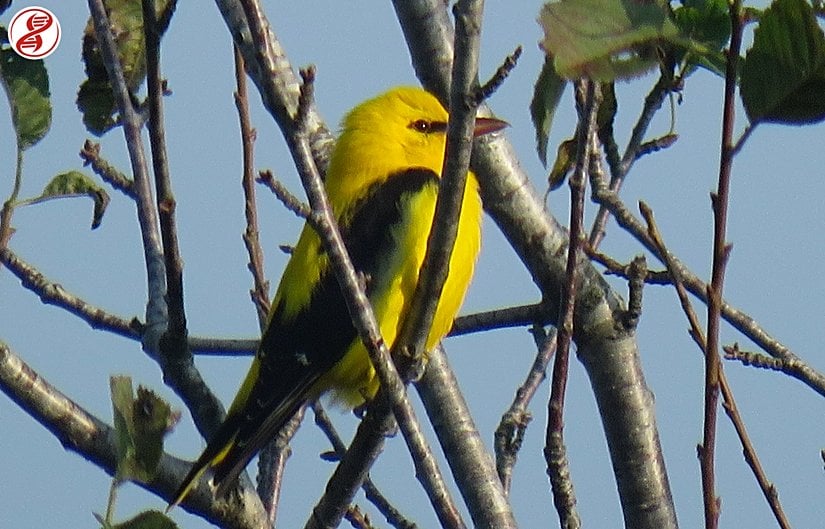 Erkek birey, Karasu/Sakarya.