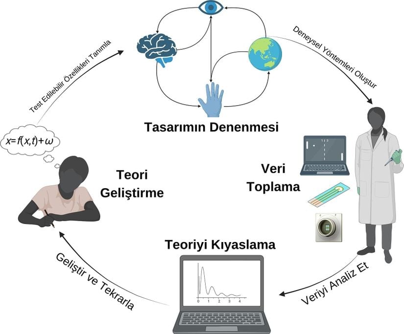 Bir teori geliştirme ve test etmek için deney tasarlama aşamalarının temsili şeması.