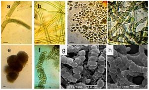 New Cyanobacteria Strain Discovered Enhancing Soil Quality