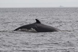 Global High Seas Treaty Set To Transform Ocean Protection