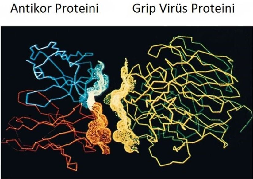 Grip virüsündeki bir proteine bağlanan antikor: Grip virüsü proteinlerinden birine (sağda yeşil ve sarı) bağlı bir antikor proteinin (solda mavi ve turucu) yüzeyleri arasındaki biçimsel komplemanterite birbirine uymaktadır.