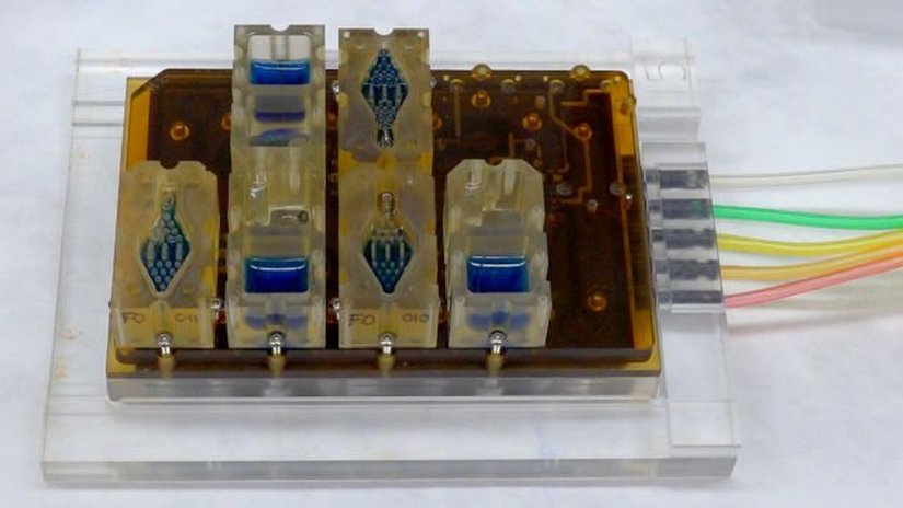 Cebe sığabilecek boyuttaki dişi üreme sistemi modeli, EVATAR.  Kanımsı sıvı (mavi), içinde mini organların bulunduğu haznelerden akarak geçer.– Northwestern Üniversitesi