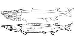 Mersin Balığına Benzeyen 300 Milyon Yıllık Balık Türü, Bambaşka Bir Evrimsel Tarihe Sahip Olabilir!