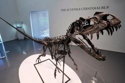 150 Milyon Yıllık Dinozor Fosili 30,5 Milyon Dolara Satıldı!