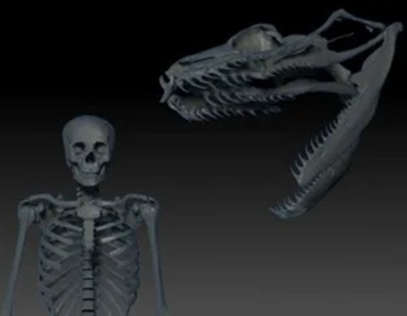 Bir Boa yılanının kafatası, Titanoboa'nın muhtemel kafatası boyutu ile ile aynı boyuta getirilmiş ve 3-D kullanılarak insan iskeletiyle karşılaştırılmıştır.